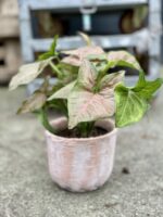 Zdjęcie rosliny doniczkowej Syngonium Regina Red, ujęcie 1