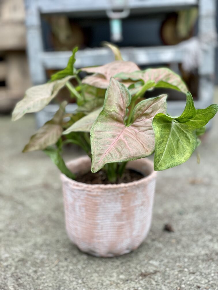Zdjęcie rosliny doniczkowej Syngonium Regina Red, ujęcie 1