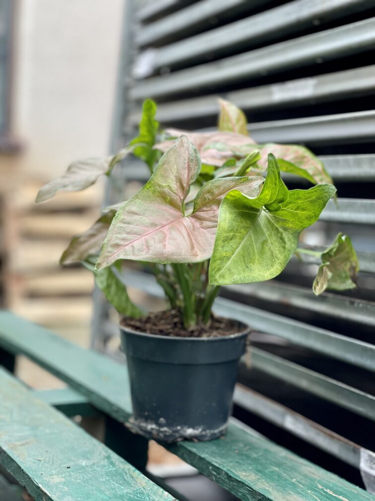 Zdjęcie rosliny doniczkowej Syngonium Regina Red, ujęcie 2