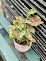 Zdjęcie rosliny doniczkowej Syngonium Regina Red, ujęcie 3