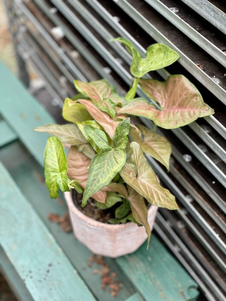 Zdjęcie rosliny doniczkowej Syngonium Regina Red, ujęcie 3