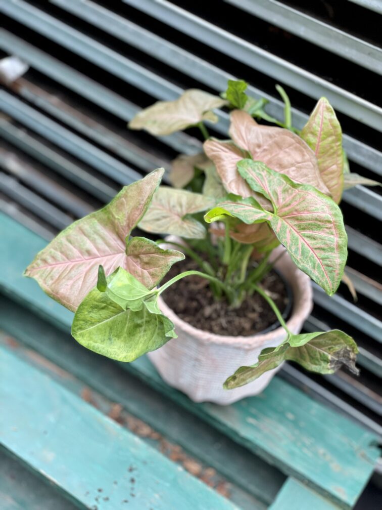 Zdjęcie rosliny doniczkowej Syngonium Regina Red, ujęcie 4