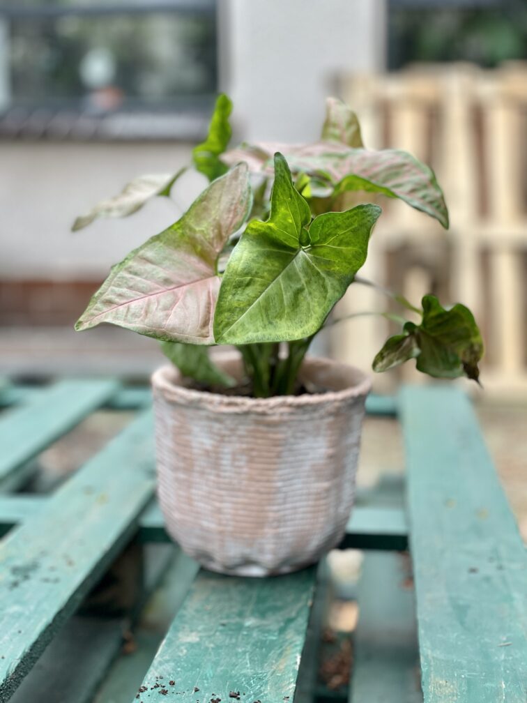 Zdjęcie rosliny doniczkowej Syngonium Regina Red, ujęcie 5