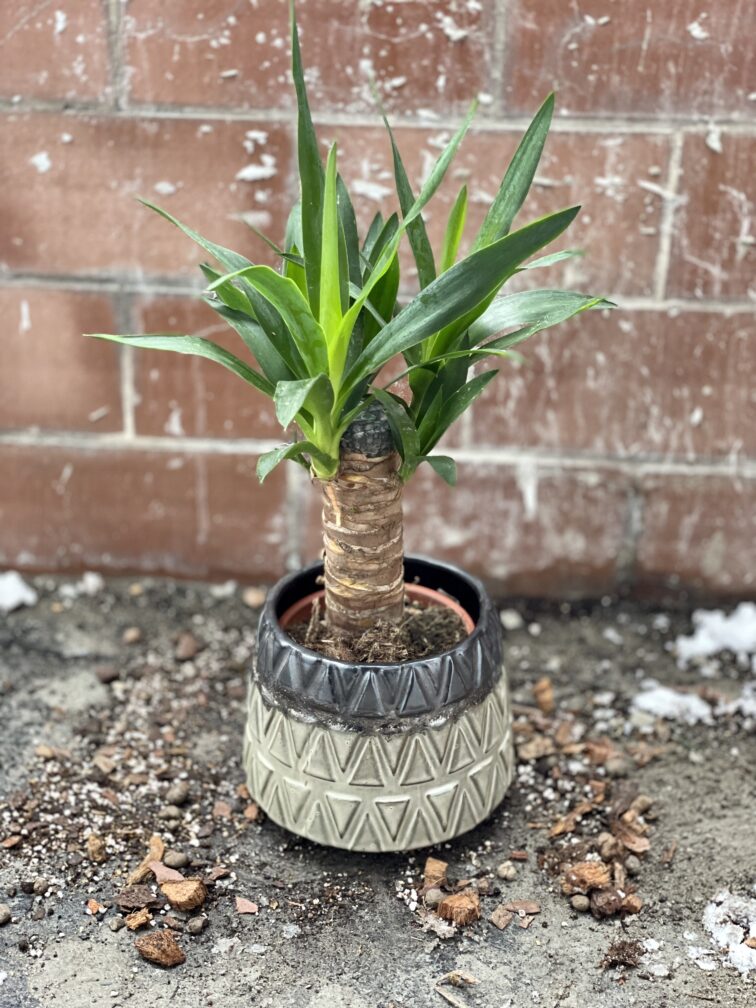 Zdjęcie rosliny doniczkowej Yucca (Juka), ujęcie 1