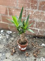 Zdjęcie rosliny doniczkowej Yucca (Juka), ujęcie 2