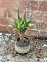 Zdjęcie rosliny doniczkowej Yucca (Juka), ujęcie 3