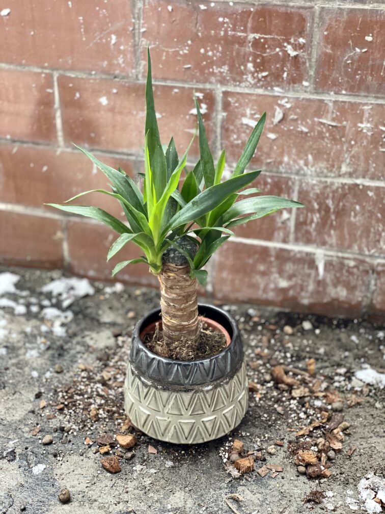 Zdjęcie rosliny doniczkowej Yucca (Juka), ujęcie 3