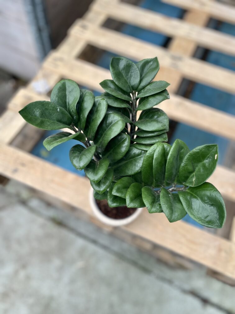 Zdjęcie rosliny doniczkowej Zamioculcas zamiifolia Zenzi, ujęcie 1