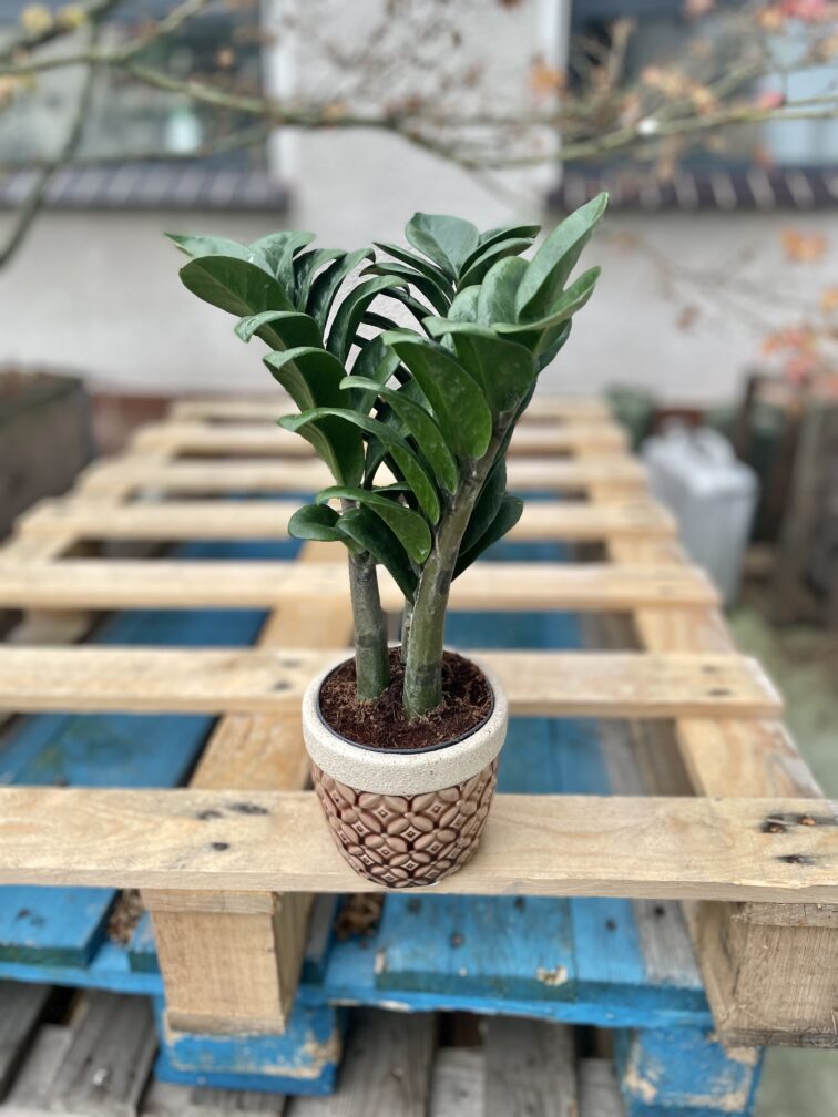 Zdjęcie rosliny doniczkowej Zamioculcas zamiifolia Zenzi, ujęcie 2
