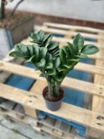 Zdjęcie rosliny doniczkowej Zamioculcas zamiifolia Zenzi, ujęcie 3