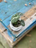 Zdjęcie rosliny doniczkowej Alocasia Black Velvet, ujęcie 1