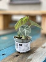 Zdjęcie rosliny doniczkowej Alocasia Black Velvet, ujęcie 2