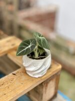 Zdjęcie rosliny doniczkowej Alocasia Black Velvet, ujęcie 3