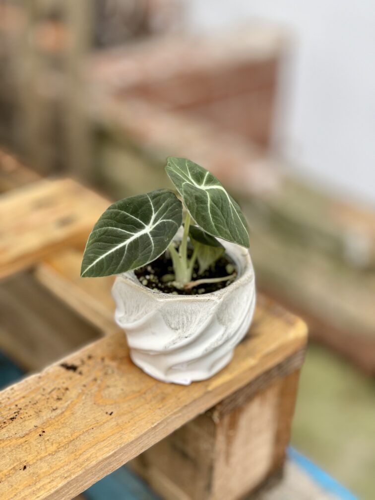 Zdjęcie rosliny doniczkowej Alocasia Black Velvet, ujęcie 3