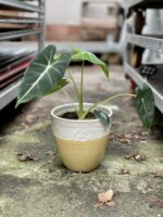 Zdjęcie rosliny doniczkowej Alocasia micholitziana "Frydek", ujęcie 1