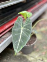 Zdjęcie rosliny doniczkowej Alocasia micholitziana "Frydek", ujęcie 2
