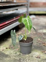 Zdjęcie rosliny doniczkowej Alocasia micholitziana "Frydek", ujęcie 3