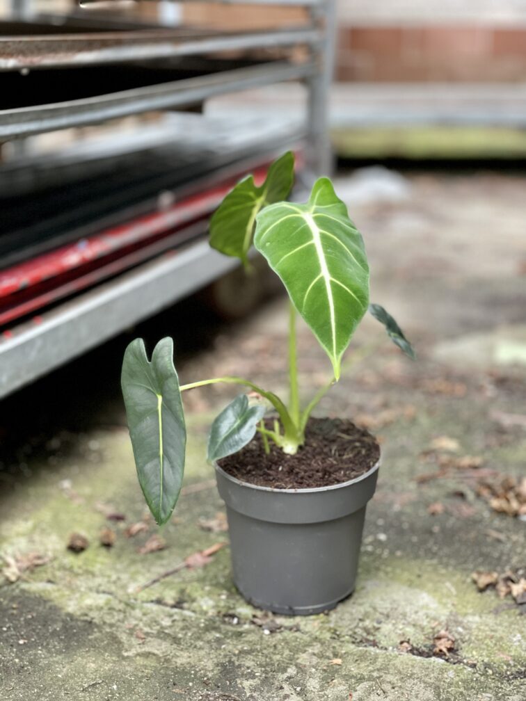 Zdjęcie rosliny doniczkowej Alocasia micholitziana "Frydek", ujęcie 3