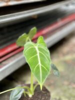 Zdjęcie rosliny doniczkowej Alocasia micholitziana "Frydek", ujęcie 4