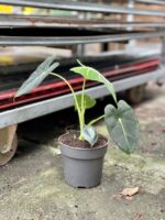 Zdjęcie rosliny doniczkowej Alocasia micholitziana "Frydek", ujęcie 5