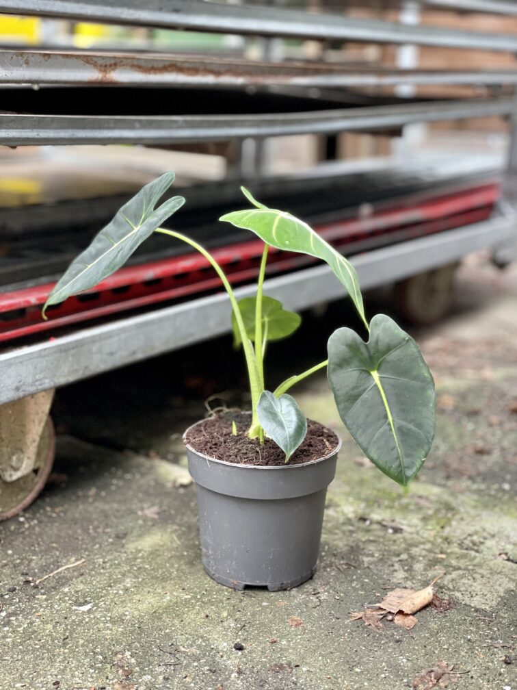 Zdjęcie rosliny doniczkowej Alocasia micholitziana "Frydek", ujęcie 5
