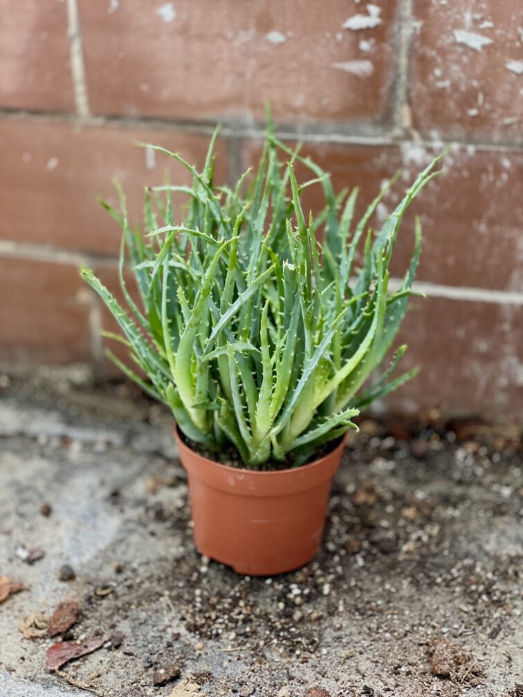 Zdjęcie rosliny doniczkowej Aloe arborescens (Aloes drzewiasty), ujęcie 2