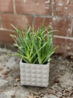Zdjęcie rosliny doniczkowej Aloe arborescens (Aloes drzewiasty), ujęcie 3