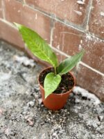 Zdjęcie rosliny doniczkowej Anthurium Hookeri, ujęcie 2