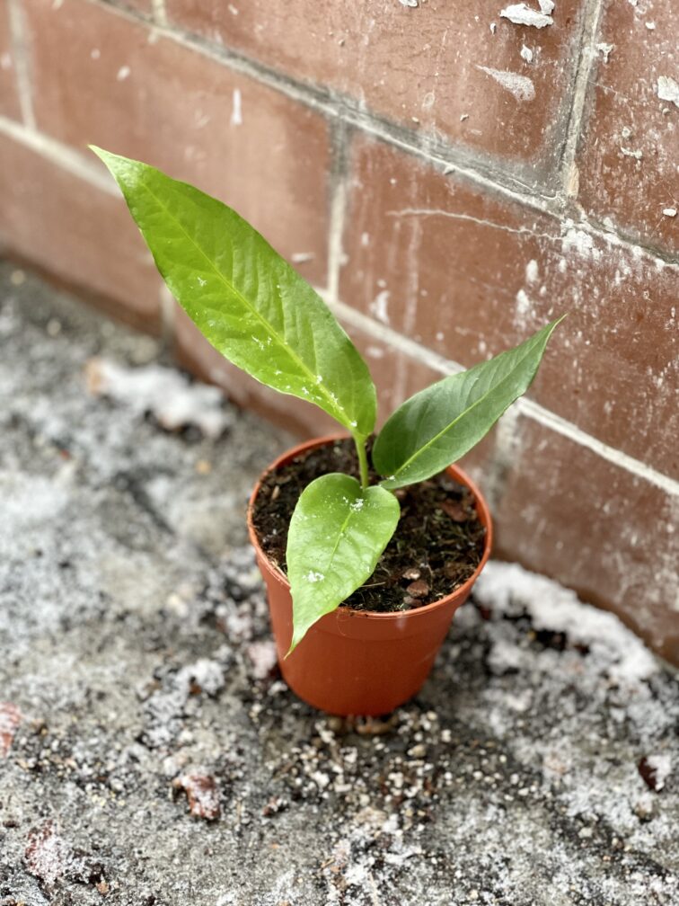 Zdjęcie rosliny doniczkowej Anthurium Hookeri, ujęcie 2
