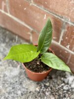 Zdjęcie rosliny doniczkowej Anthurium Hookeri, ujęcie 3