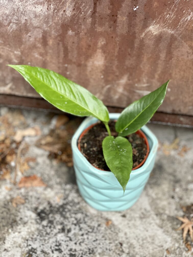 Zdjęcie rosliny doniczkowej Anthurium Hookeri, ujęcie 4