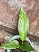 Zdjęcie rosliny doniczkowej Anthurium Hookeri, ujęcie 5