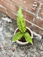Zdjęcie rosliny doniczkowej Anthurium Hookerii variegata, ujęcie 1