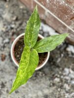 Zdjęcie rosliny doniczkowej Anthurium Hookerii variegata, ujęcie 2
