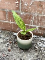Zdjęcie rosliny doniczkowej Anthurium Hookerii variegata, ujęcie 3