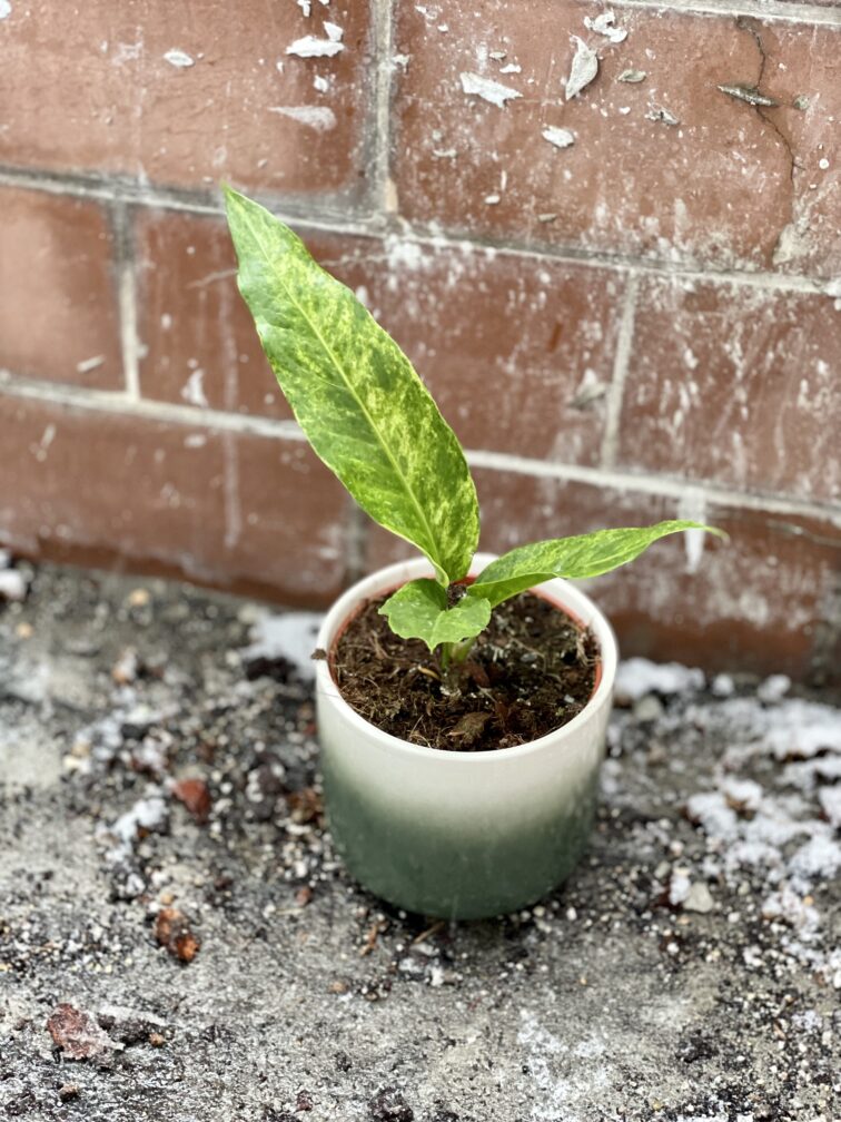 Zdjęcie rosliny doniczkowej Anthurium Hookerii variegata, ujęcie 3
