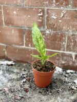 Zdjęcie rosliny doniczkowej Anthurium Hookerii variegata, ujęcie 4
