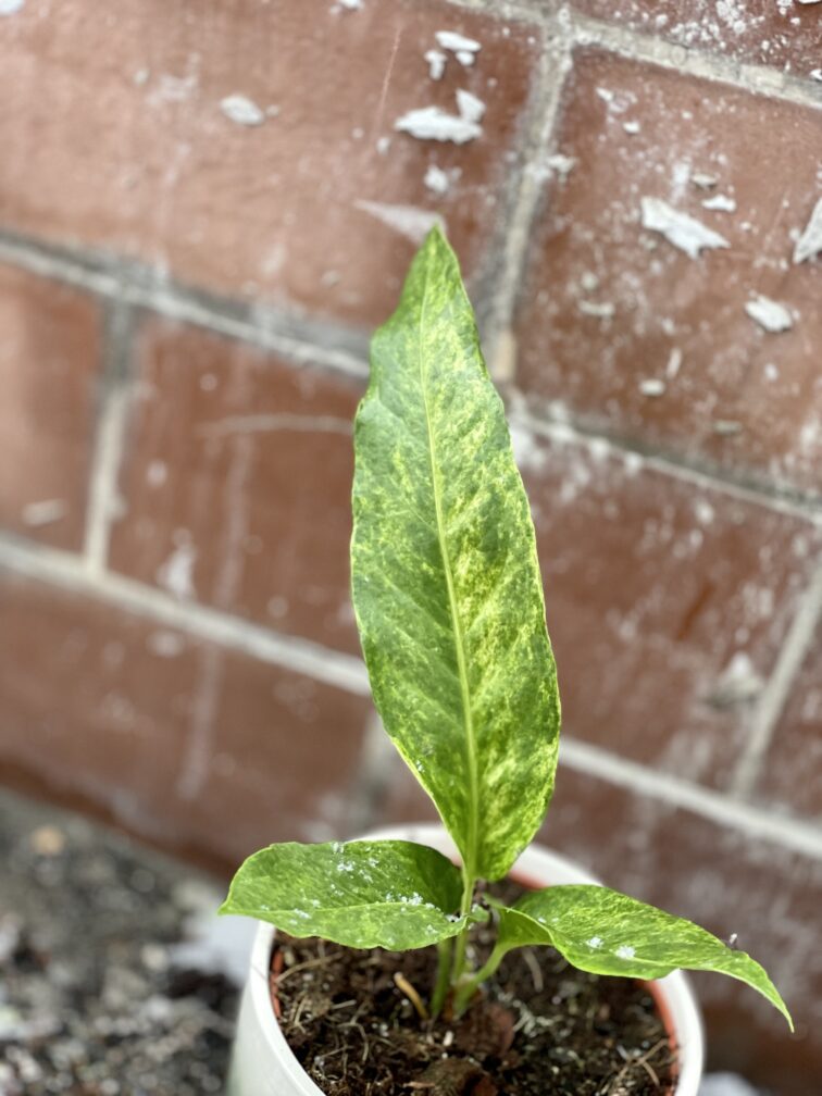 Zdjęcie rosliny doniczkowej Anthurium Hookerii variegata, ujęcie 5