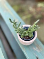 Zdjęcie rosliny doniczkowej Crassula muscosa, ujęcie 1