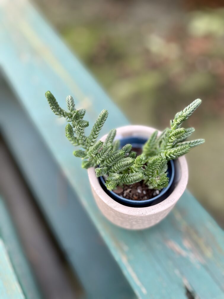 Zdjęcie rosliny doniczkowej Crassula muscosa, ujęcie 1