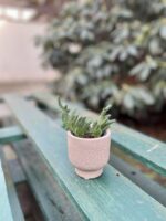 Zdjęcie rosliny doniczkowej Crassula muscosa, ujęcie 2