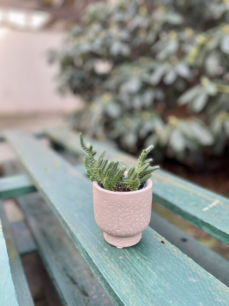 Zdjęcie rosliny doniczkowej Crassula muscosa, ujęcie 2