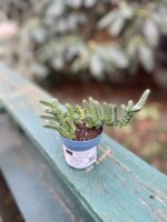 Zdjęcie rosliny doniczkowej Crassula muscosa, ujęcie 3