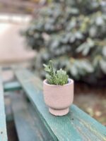 Zdjęcie rosliny doniczkowej Crassula muscosa, ujęcie 4