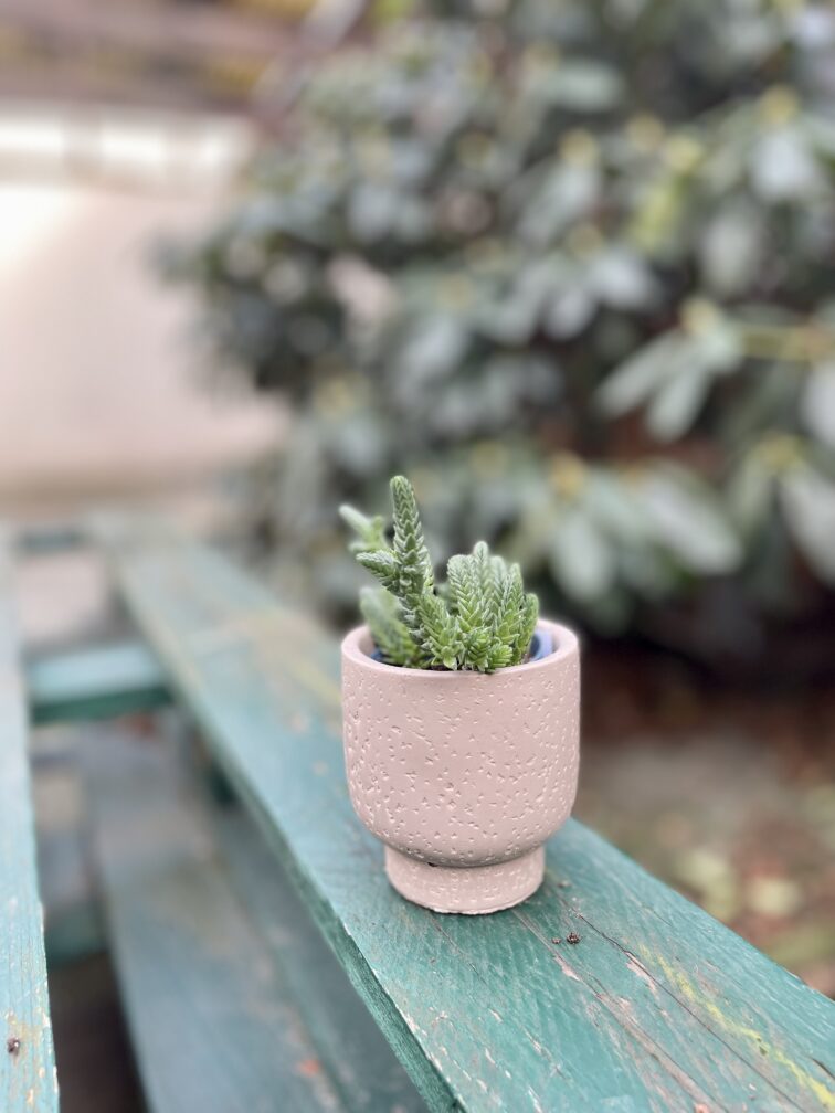 Zdjęcie rosliny doniczkowej Crassula muscosa, ujęcie 4