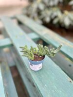 Zdjęcie rosliny doniczkowej Crassula muscosa, ujęcie 5
