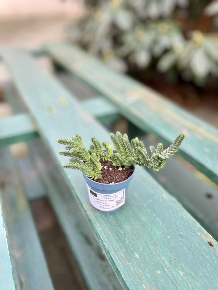 Zdjęcie rosliny doniczkowej Crassula muscosa, ujęcie 5