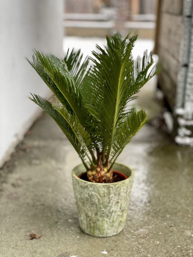 cycas-revoluta_14x50-1_1674297198.jpg Zdjęcie rosliny doniczkowej Cycas Revoluta, ujęcie 1