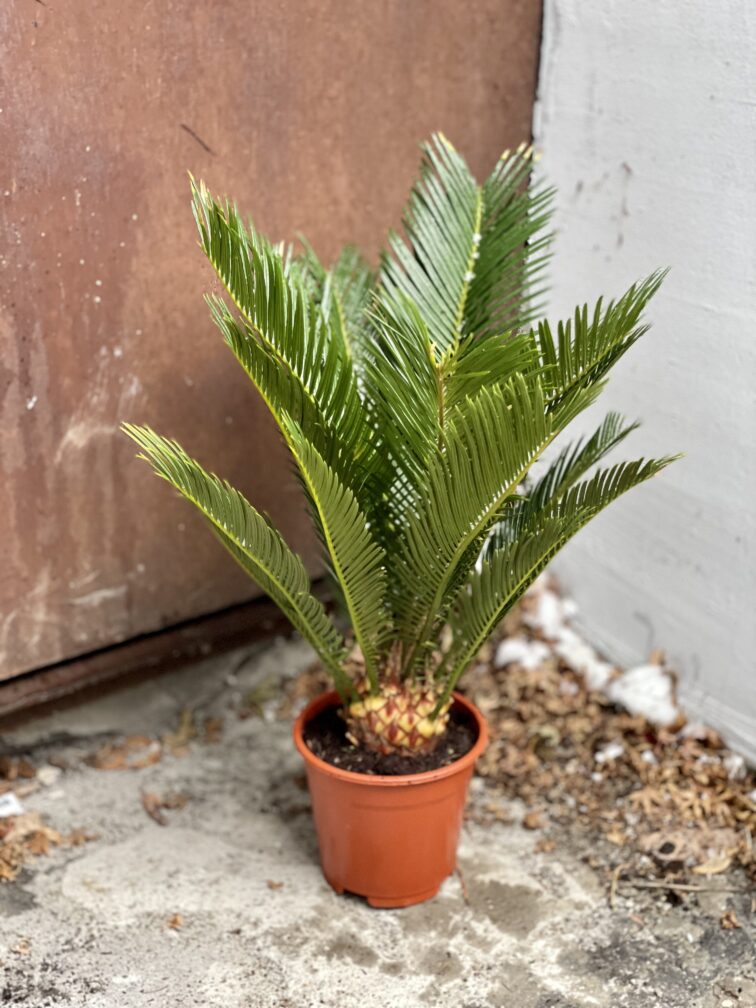 Zdjęcie rosliny doniczkowej Cycas Revoluta, ujęcie 2