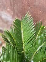 Zdjęcie rosliny doniczkowej Cycas Revoluta, ujęcie 3